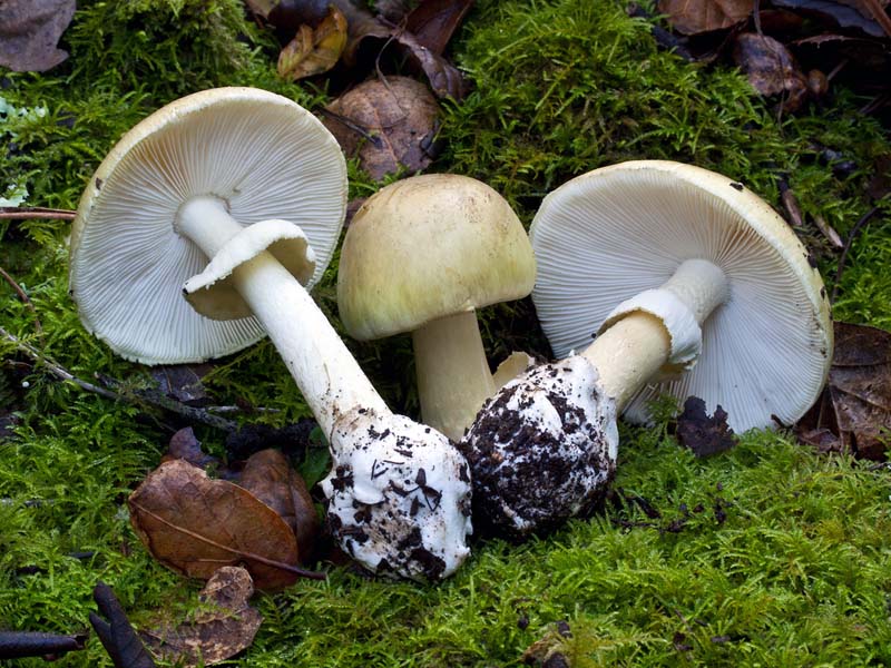 photo of death cap mushrooms